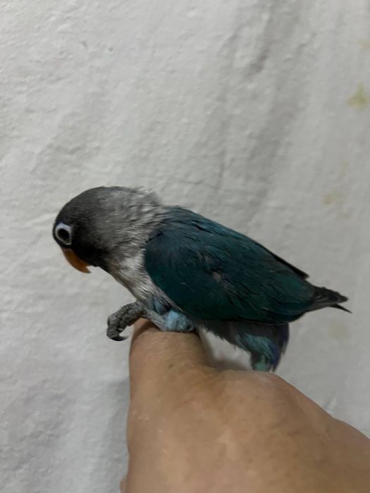 Papugay maska ruchnoy sotiladi