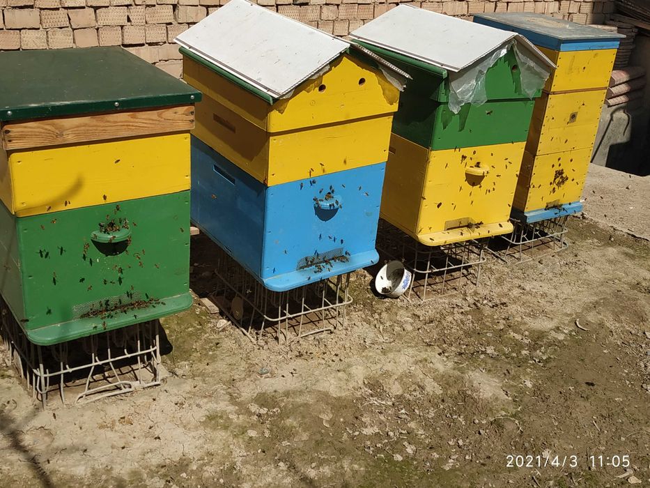 Мёд и продукты пчеловодства