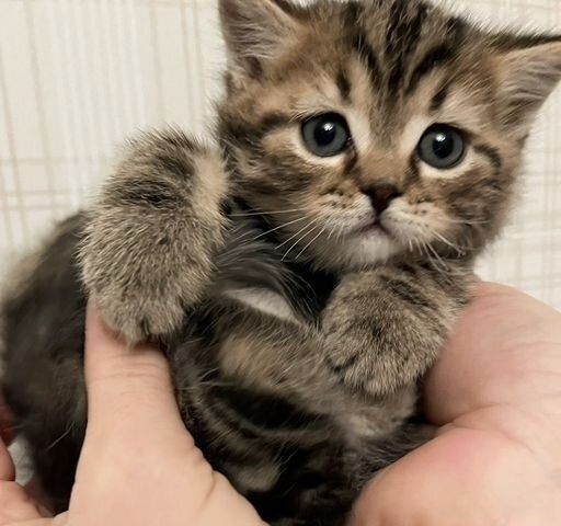 Британские котята