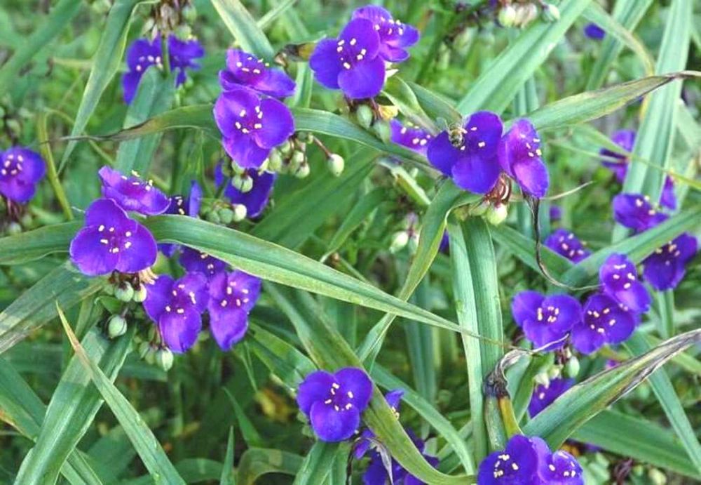 Золотарник колокольчики цветы многолетние