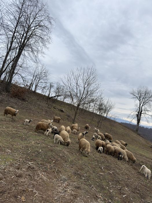 Vǎnd peste 30 de oi cu miei ! Prețul se discuta la fața locului