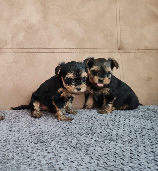 Йоркширски териер