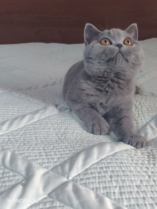 Британские котята