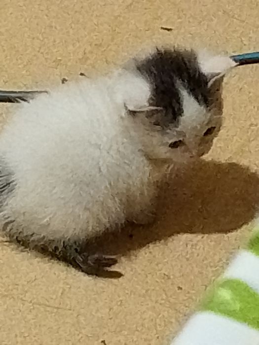 Отдам бесплатно .