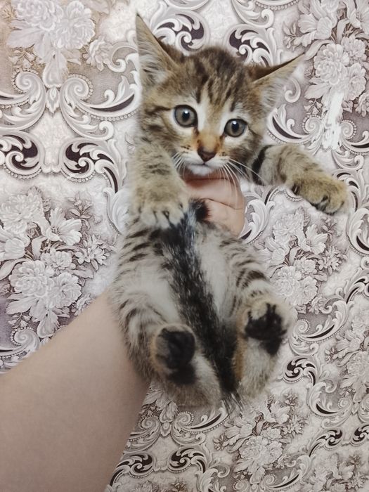 Отдам котенка мальчик 2 месяца
