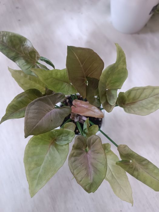 Сингониум *Красные перья* сотровая