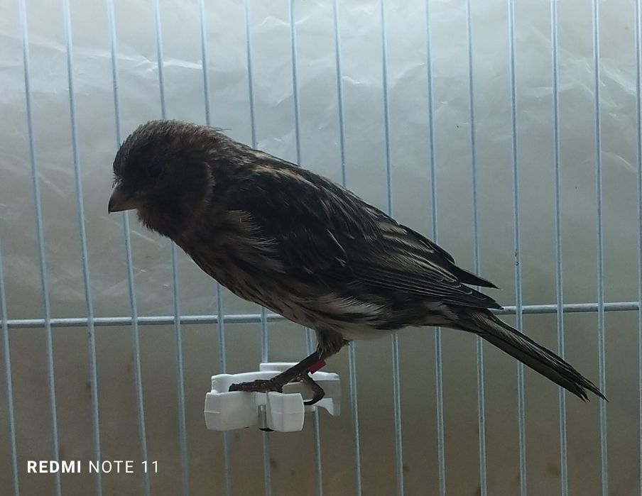 Канарейкала сотилади. Красный шмель . Авлай нар.