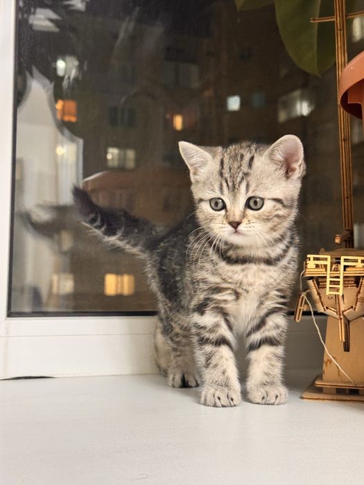 Продам шотланскую кошечку