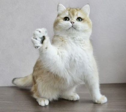 Vyaska zalatoy shinshilla