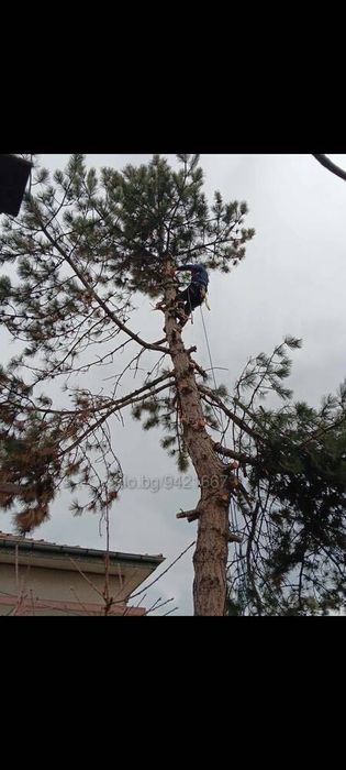 Рязане на Опасни дървета ,Кастрене ,Почистване на дворове.