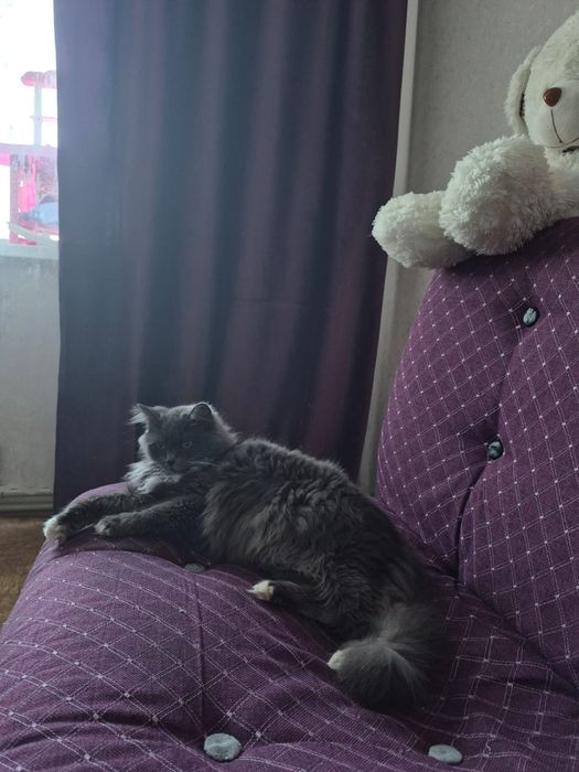 Отдам в хорошие руки