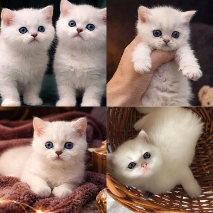 Продаются котята белая шиншилла!