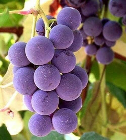 Butași Viță De Vie Soiuri De Vin