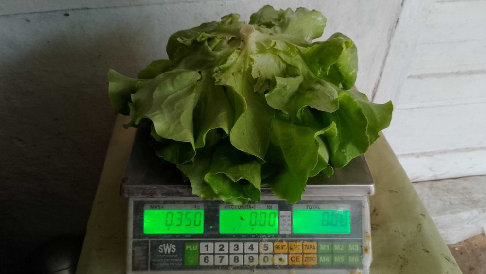 Legumele din sere bio salata si alte legume