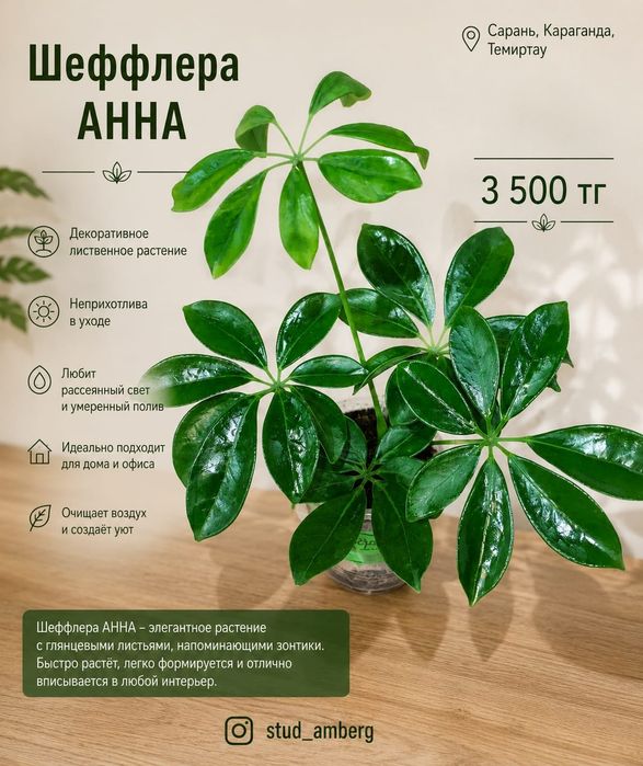 Шефлера разная..