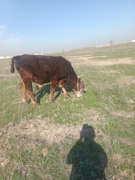 Продам срочно  Быка