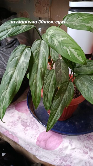 Комнатные растения