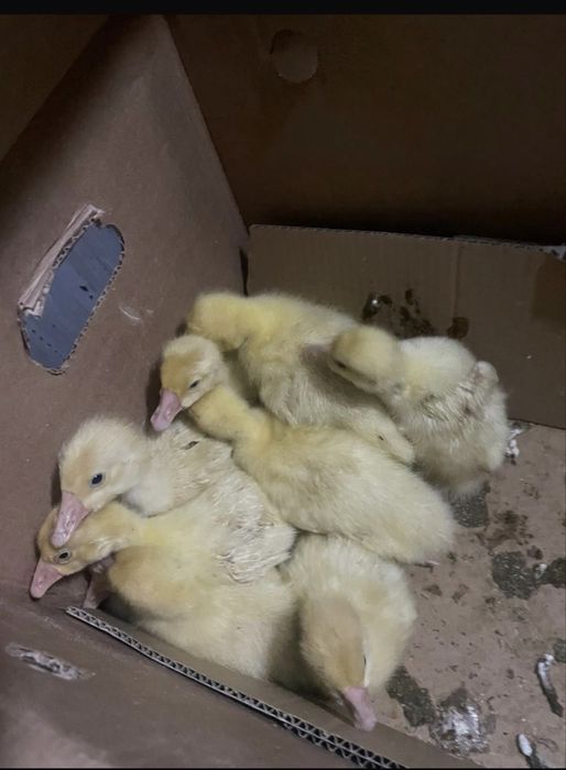 Продам гусят. 8 штук. Здоровые, активные.