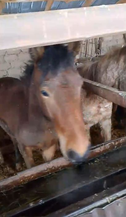 Құнандар сатылады