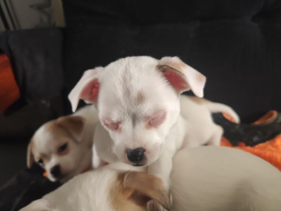 Продавам кученца