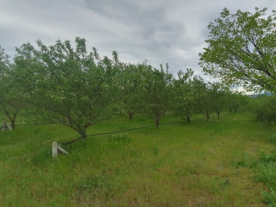 Продава се Земеделски имот в с. Просеник, Област Бургас -  кв.м за 1822 €/дка - Снимка #8