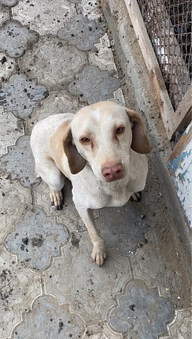 Продам сабаку пойнтер