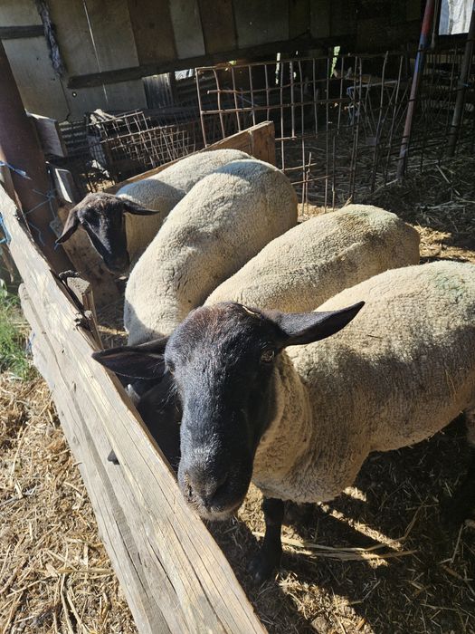 Berbeci suffolk miori