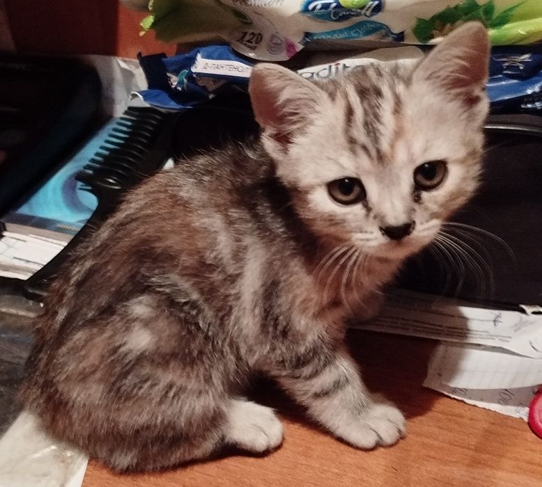 Отдам девочку в добрые руки