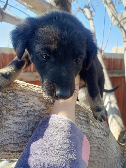 Отдам бесплатно щенка. Девочка