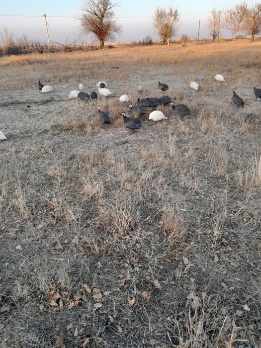 Цесарки яйца продаются