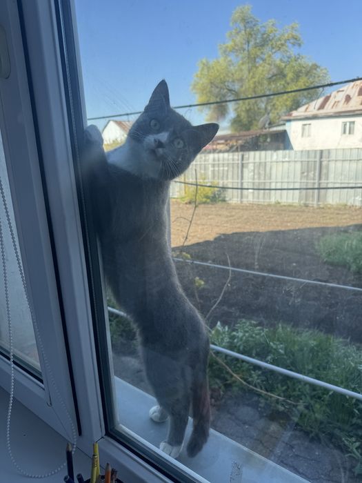 Отдам кота потеряшку