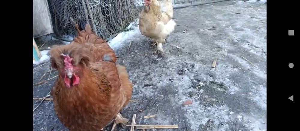 Oua incubat de la gainile din imagine