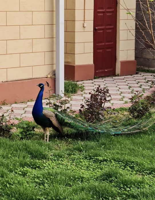 павлин павлины павлин