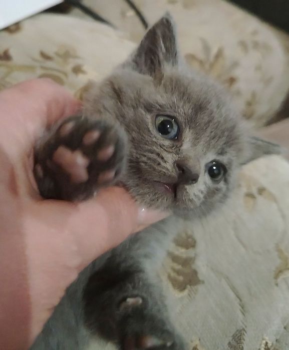 Продается шотландский кот