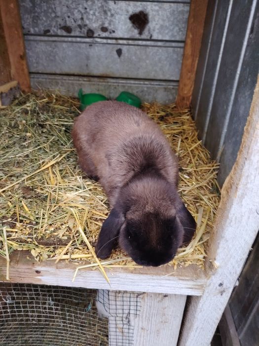 Berbec pitic. Fetite și baieti