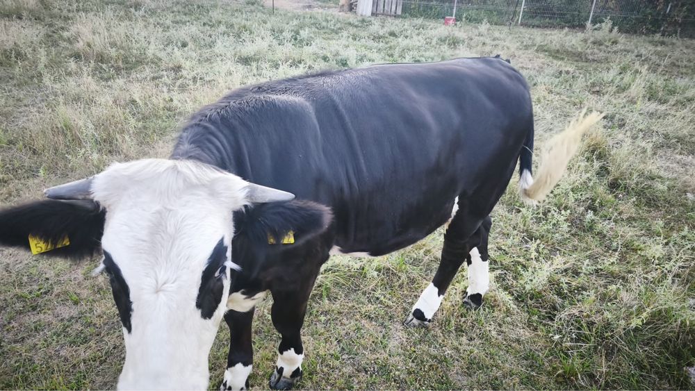 Vând junincă bălțată