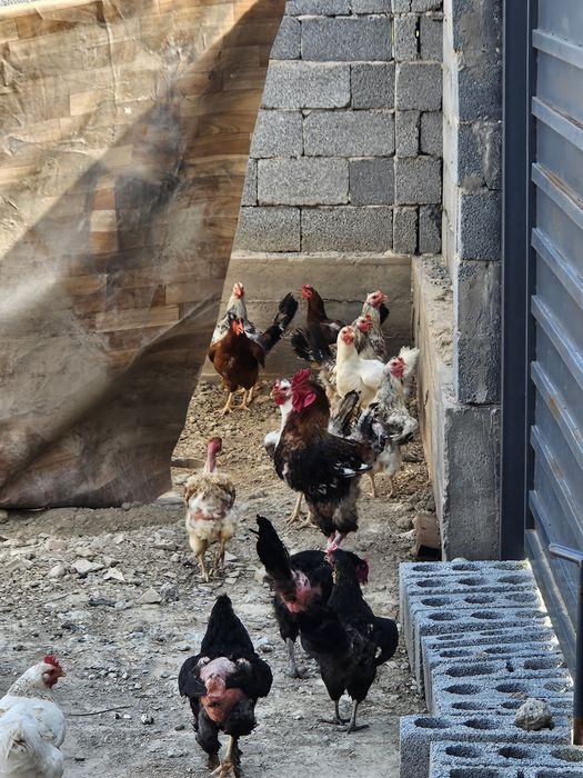 Продам домашних кур
