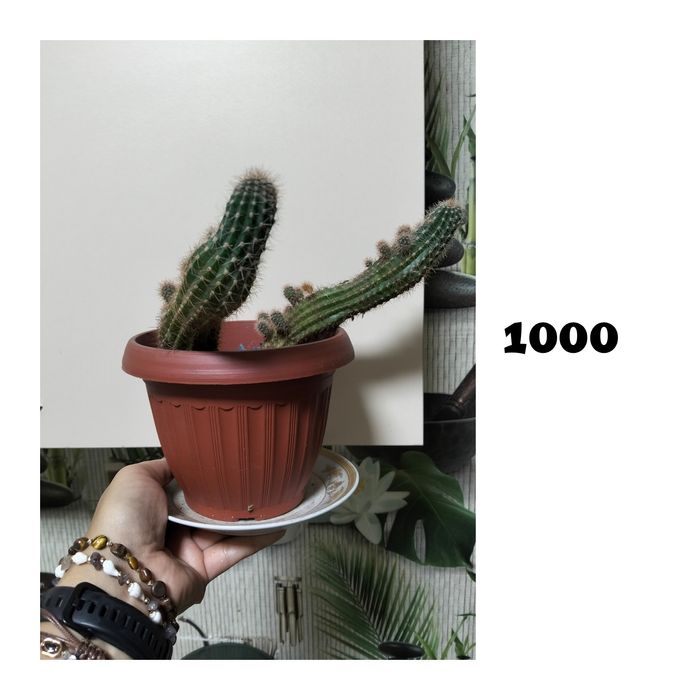 Цветы домашние не дорого