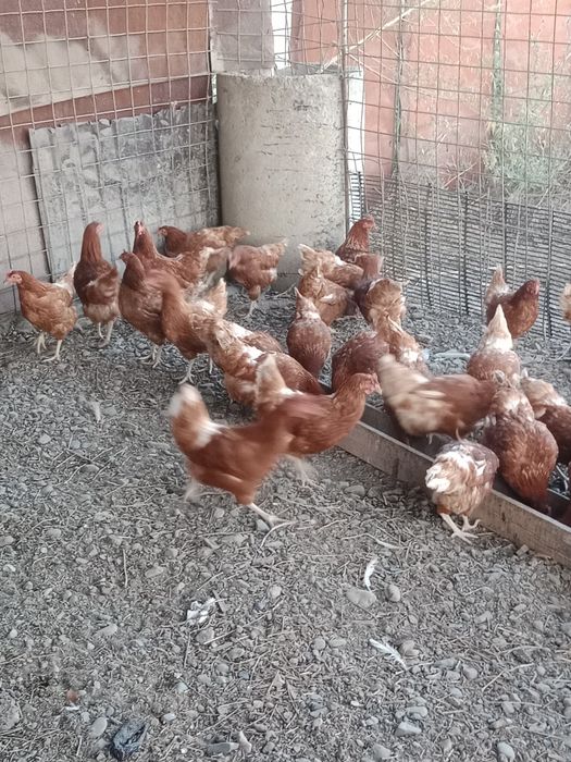 Продам курей породы ломонбраун