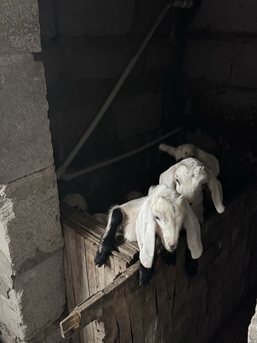 Продам козлят  Битал (Пакистан)