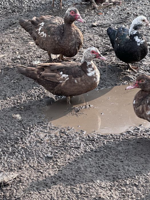 Продам индоуток!!