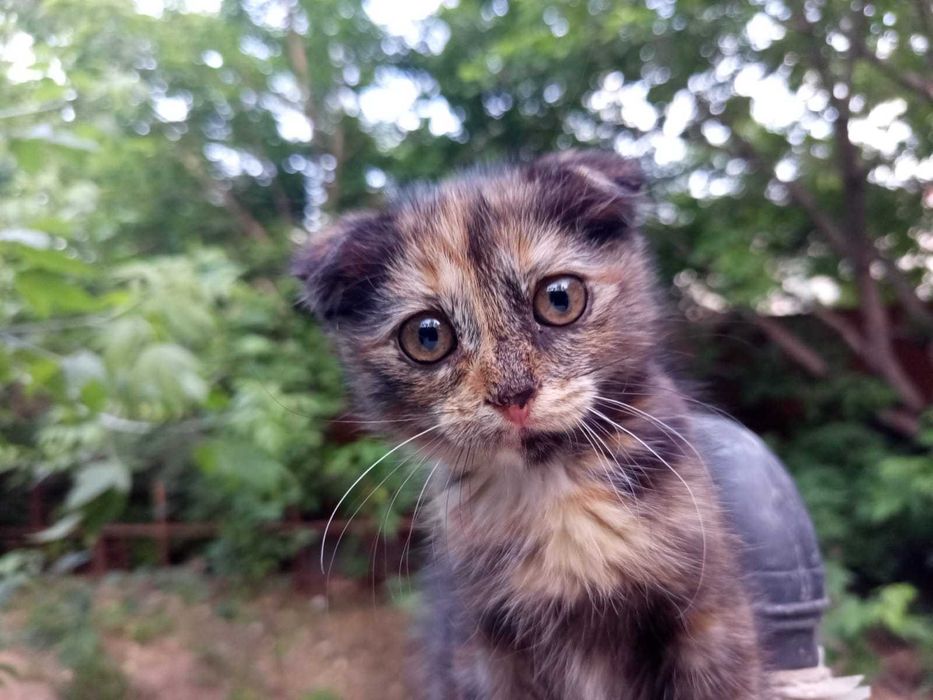 Вислоухая коська шотландка