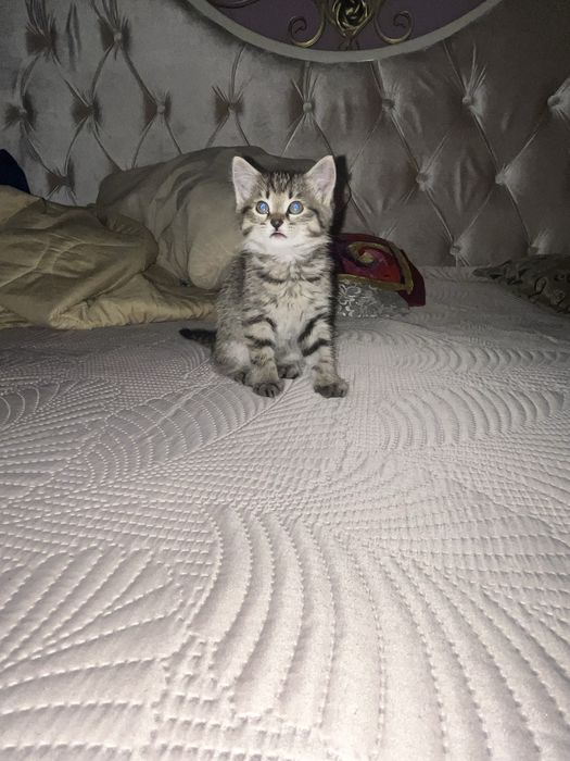 Домашний котенок (девочка)