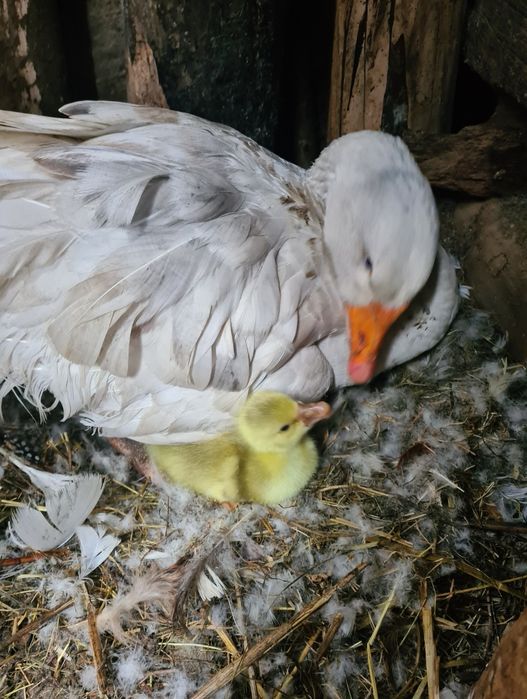 Gâște românești de vânzare