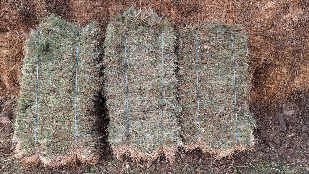 Baloti fan amestecat cu trifoias