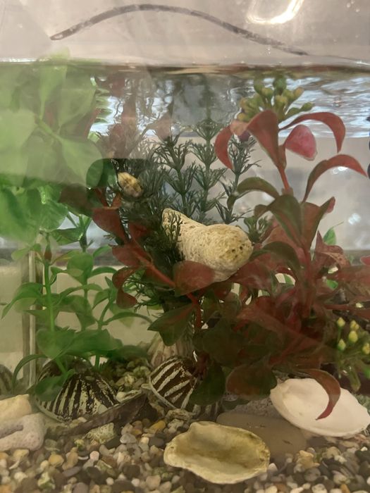 Аквариум для рыбок