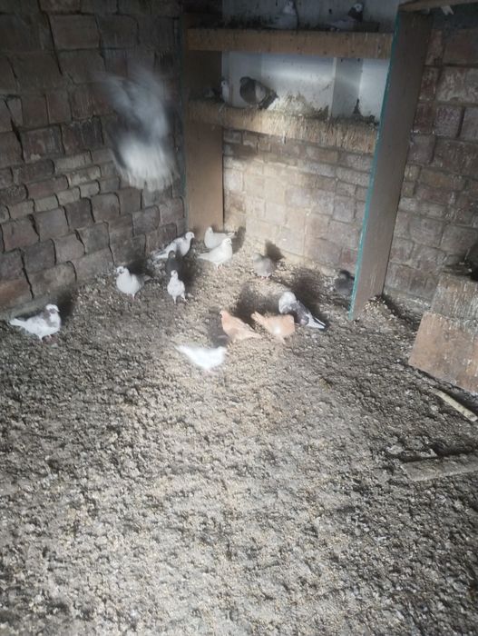 Голуби бакинцы разные