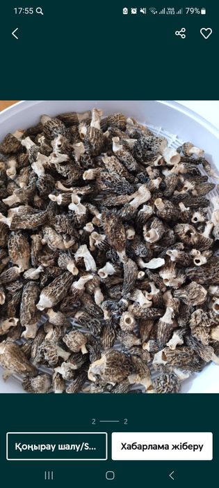 Грибы смарчок кепкен