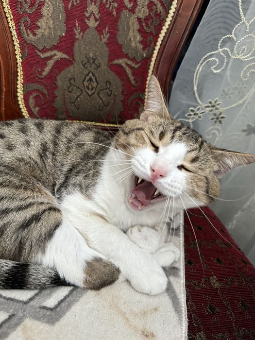 Отдам кота в хорошие руки