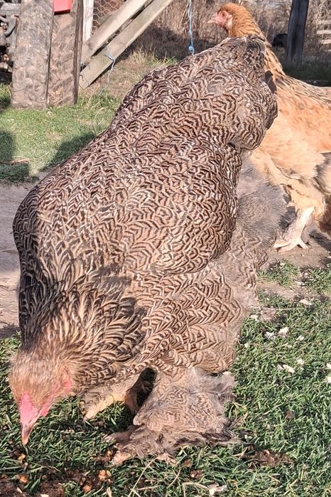 Găini brahma și metis